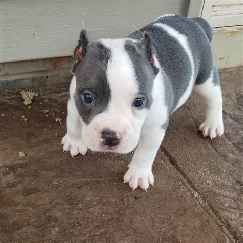 Their temperament has been selectively bred to produce a dog with a soft. . American bully puppy sale